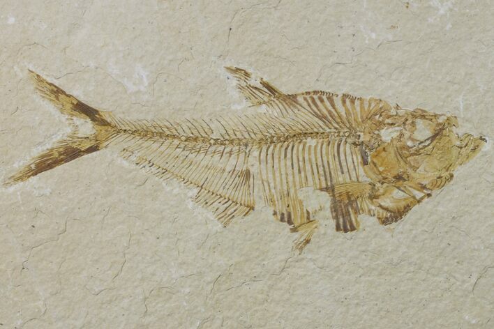 Bargain, Fossil Fish (Diplomystus) - Wyoming #159530
